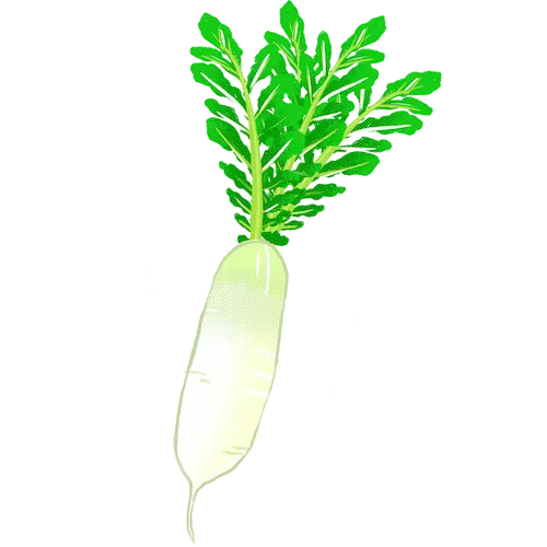 大根について